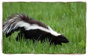 1 skunk